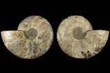 Agatized, Cut & Polished Ammonite Fossil - Madagasar #184273-1